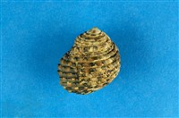 藏品(草蓆鐘螺)的圖片